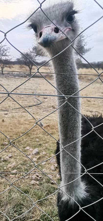 Etotongwe Lodge Outjo Bagian luar foto